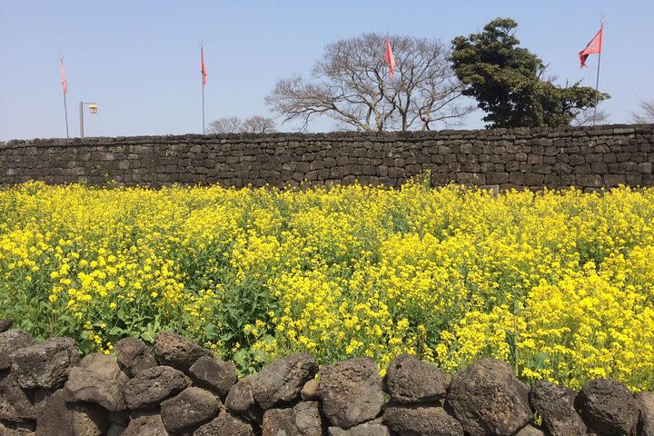 Feeling of Spring & Summer in Yangpyeong & Jeju Island image