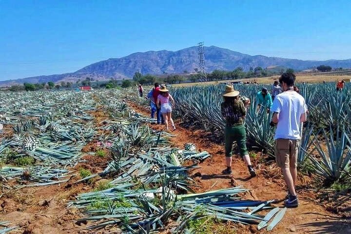 Tequila Tour image