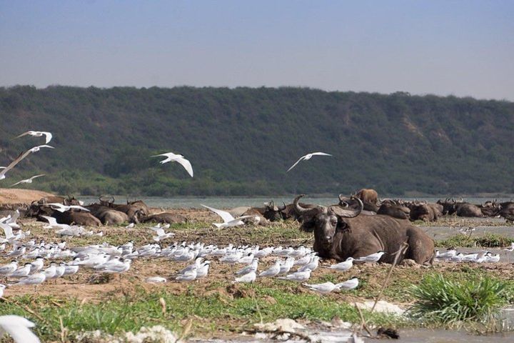 3 days Big five Game Viewing in Queen Elizabeth National Park image