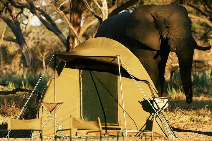 2-Day Camping Safari in Chobe National Park from Victoria Falls image