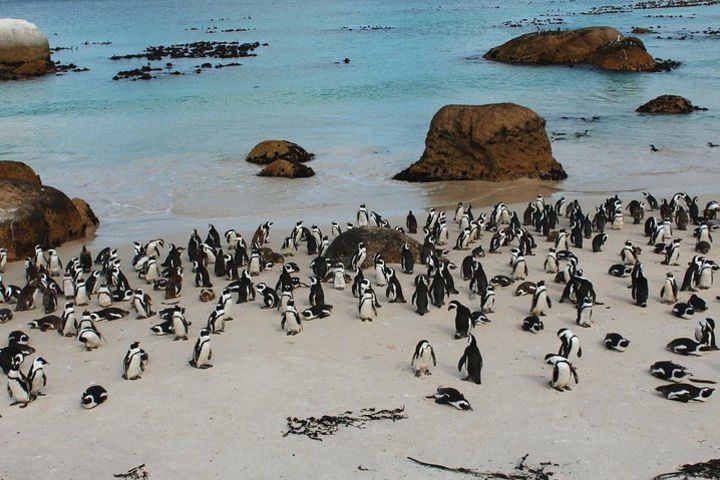 Cape Of Good Hope and Penguins Full Day Small Group Tour from Cape Town image