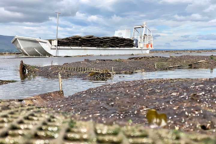 Private Oyster Tours in the Wild Atlantic Way image