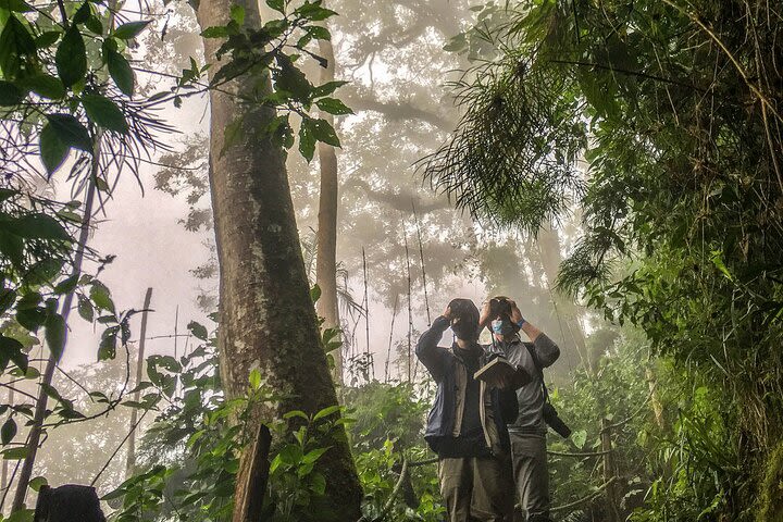 Chicaque Birding & Nature Photography image