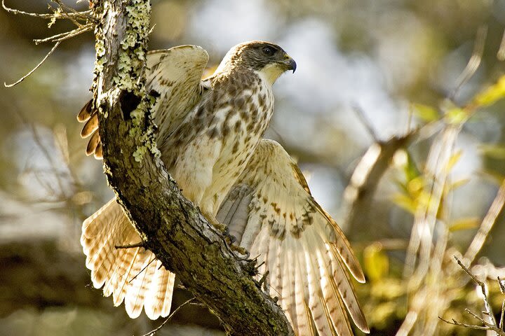 Full-Day Hakalau Forest Reserve Bird Watching Adventure image