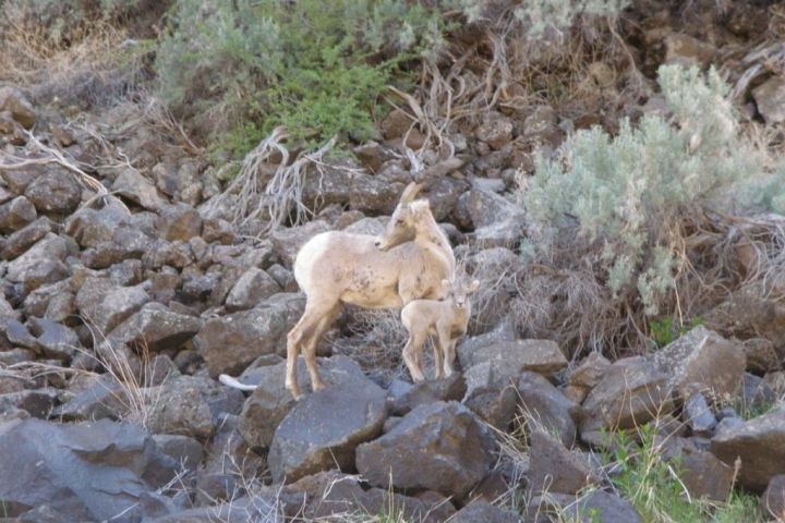 Overnight Rio Grande Rafting Trip - 24hrs image