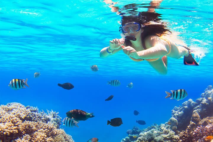 Snorkel Tour in Cozumel image