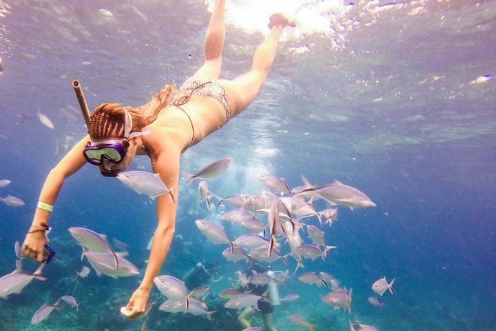 Catalina Island Tour - the Best Snorkelling Experience image