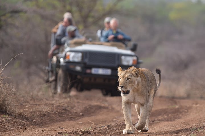 Durban: Go on Safari at 2 Game Reserves (Hluhluwe-Imfolozi) Pro Zeiss Binoculars image