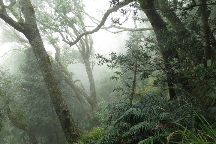 Skeleton Gorge to Table Mountain summit image