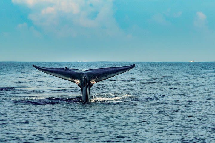 Overnight Yacht Experience from Mirissa image