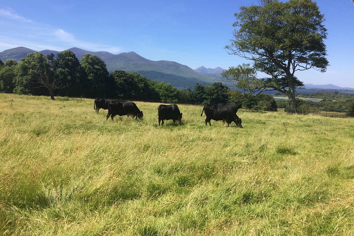 Private Killarney National Park Tour with an expert (4 hours) - €250 image