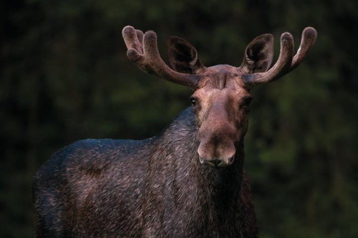 Moose Safari in Skinnskatteberg image