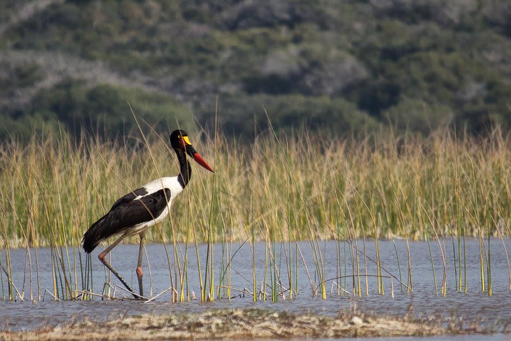 3-Day Guided Tour: Maputo Special Reserve image