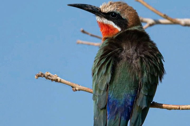 Victoria Falls Birding Safari image