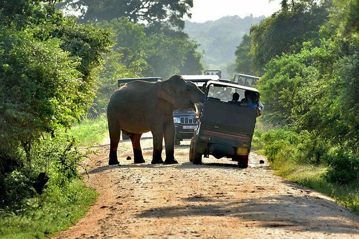 yala Safari Tours  image