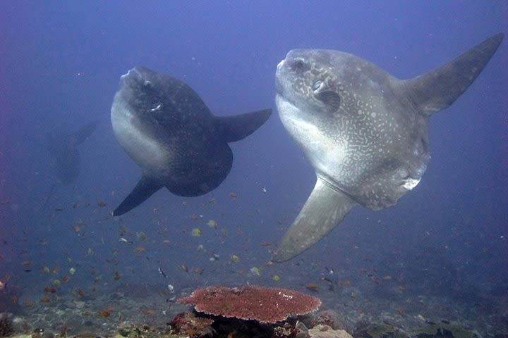 Scuba Diving Trip (2 dives) to Nusa Penida from Lembongan image