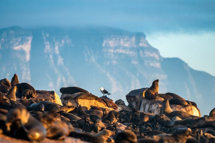 Wildlife Watching Cruise to Seal Island image