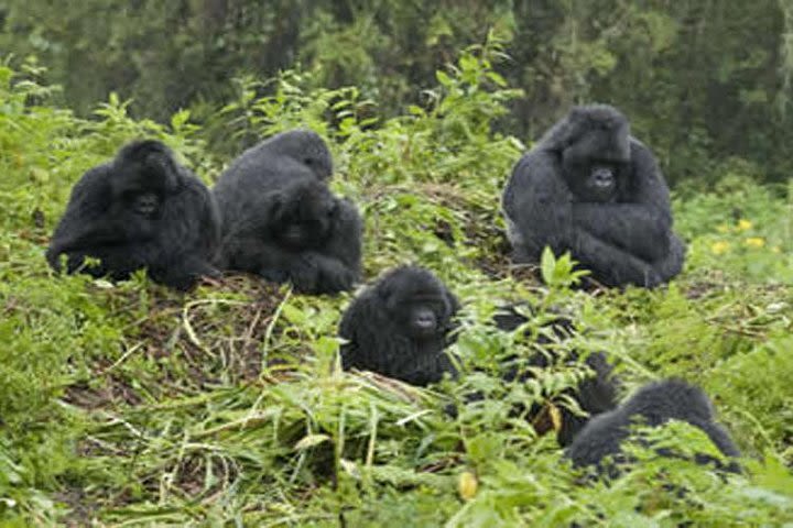 4 Days Gorilla Trek & Lake Mburo Wildlife Tour image