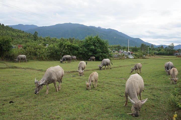 Hoi An to Da Lat with easy riders  image