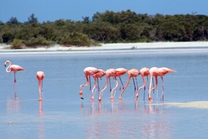 Private Rio Lagartos Flamingo and pink lakes image