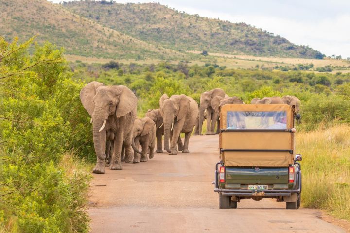 Pilanesberg National Park Full-Day Safari from Johannesburg image