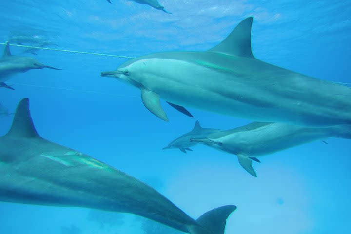 Swim With Dolphin in Satayeh Reef Snorkeling Sea Trip - Marsa Alam image