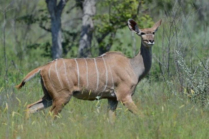 Hluhluwe Imfolozi Game Reserve Unlimited 2 Day Game Drive Safari from Durban image