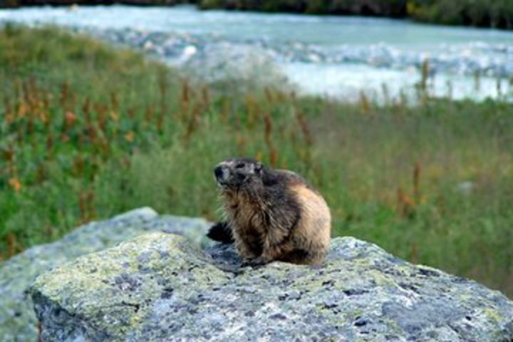 Wildlife Viewing - Half Day image