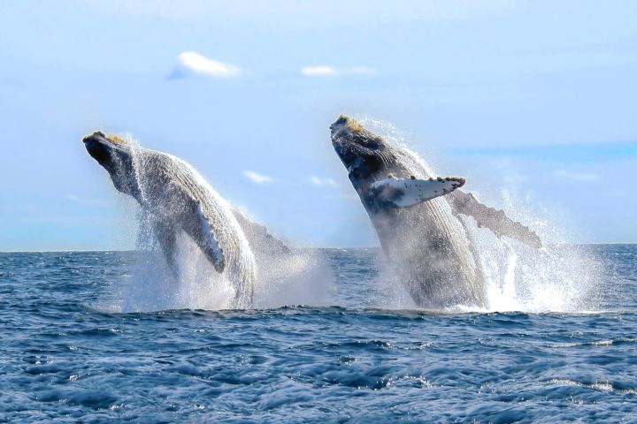 Luxury Catamaran Whale Watching Cabo San Lucas image