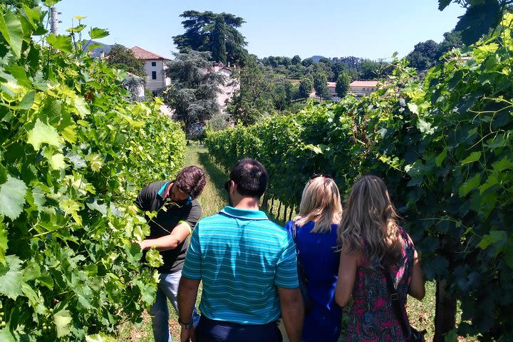 Euganean Hills Wine Tour image