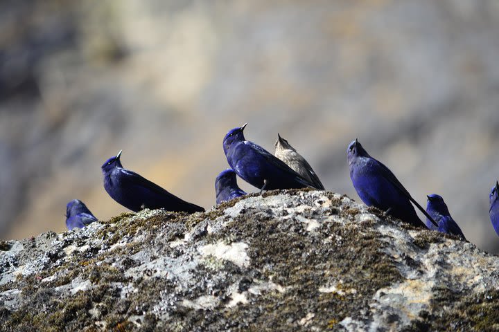 Bird watching tour on Phulchowki image