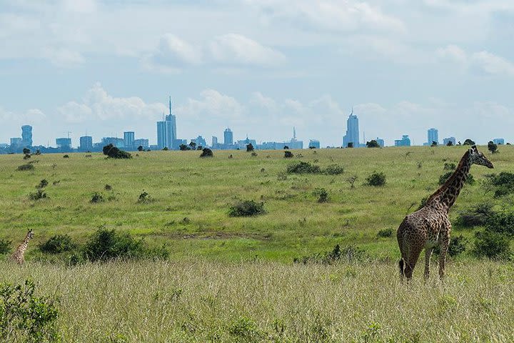 Half day Nairobi national park  image