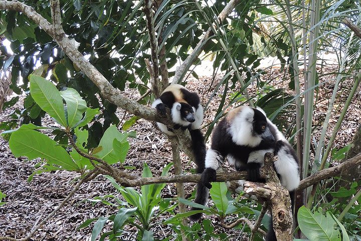 Private Tour for the Highlights of Madagascar image