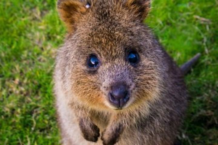 Kangaroos & Koala encounter experience (Half day private tour) image