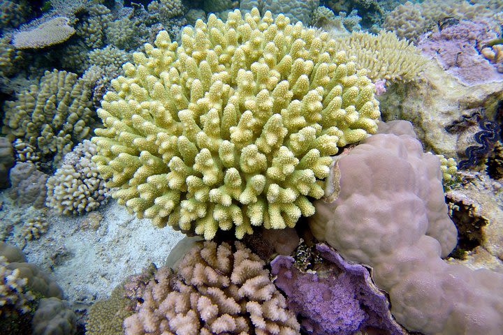 Tohora Bora Bora Snorkeling Lagoon Tours image