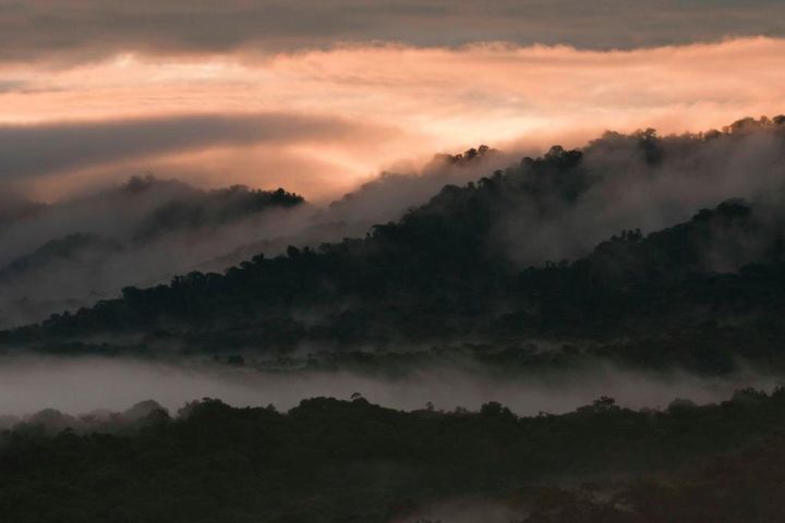 Bellavista Cloud Forest Reserve Full-Day Tour image
