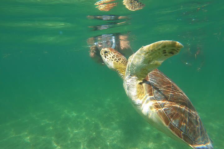 VIP Swimming with Turtles & Cenotes Private Tour image