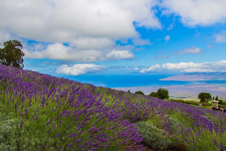 Private Half-Day Maui Tour with Cheese and Vodka Tasting image