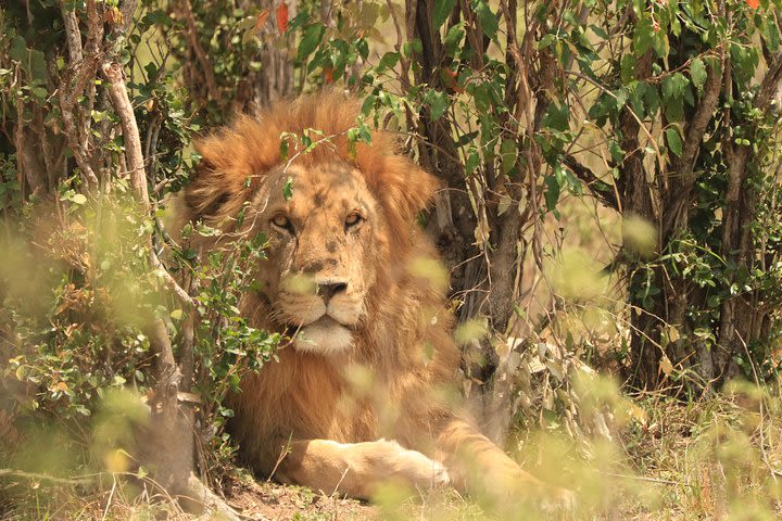 3-Day Safari to Tarangire, Lake Manyara & Ngorongoro(Mid-range) image