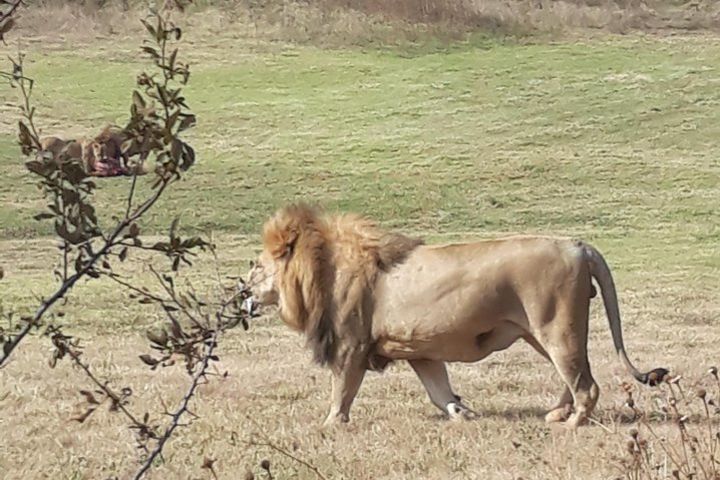 Safari Experience at Rhino & Lion Park image