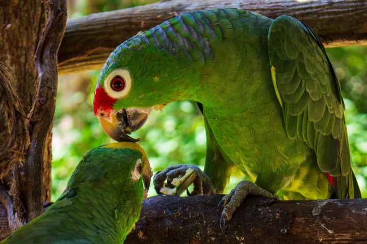 National Aviary & Baru Island Adventure image