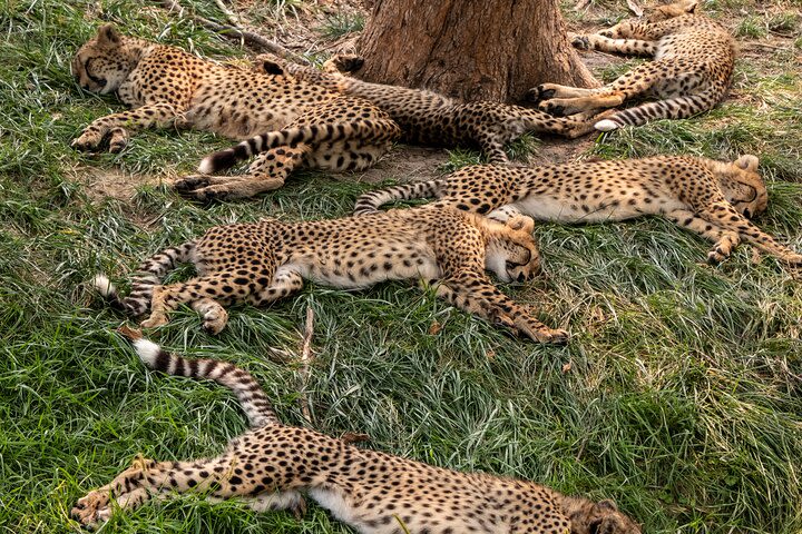 3 days maasai mara migration safari image