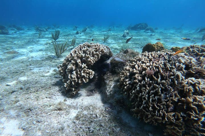 Cozumel Snorkeling Experience (Transportation included) image