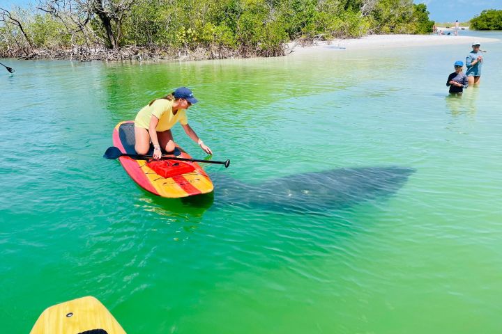 Dolphin and Manatee Adventure Tour of Fort Myers image