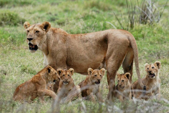 Mikumi National Park Private Day Trip from Dar es salaam image