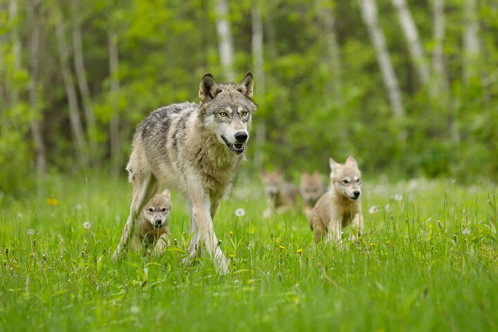 2-Day Yellowstone and Grand Teton National Parks Wildlife Adventure image