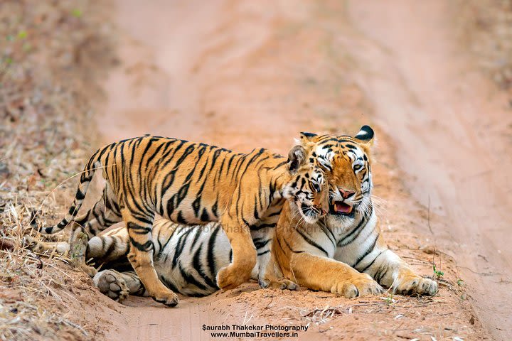 Two Night Tiger Safari Experience at Tadoba National Park &Transfers From Nagpur image