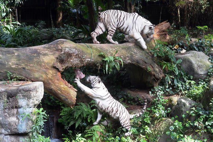 Singapore Zoo Morning Tour (Shared Transfer) image