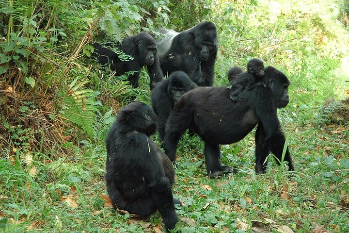 8 Days Gorilla and Wildlife Safari image