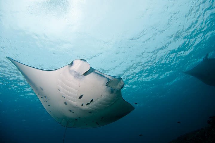 Nusa Penida Two Dives Trip image